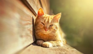 chaton au soleil